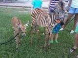 Petting Zoo For Learning Centre Gaithersburg