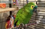 Cute Amazon parrot for bird lovers