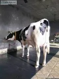Pregnant Holstein Heifers cow Jersey Heifers for sale
