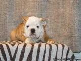Gorgeous Litter Of English Bulldogs ready Now