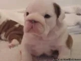 Quality AKc Reg Pups From Health Tested Parents