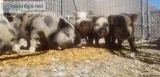 Juliana pot belly pig mix