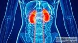 kidney Transplantation Doctor - Aditya Pradhan
