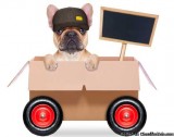 Pet Relocation to India from USA