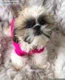 BEAUTIFUL REG. FEMALE IMPERIAL SHIH TZU  PUPPY