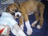 Adorable home trained boxer puppies avai