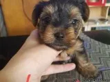 Adorable Male and Female Yorkies Puppies