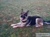 German Shepherd pups available soon