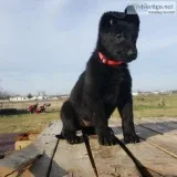 Akc German shepherd puppies