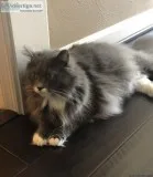 2 lovable Cats