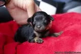  Maltipoo Puppies 