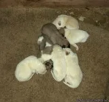 Livestock Guardian Dogs