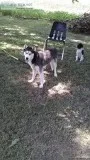 Full-blooded female Siberian Husky