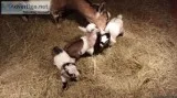 PygmyDwarf Nigerian crosses BABIES