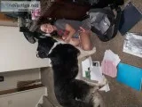 Great Old Dog Needs Good Home