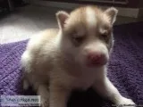 Blue Eyes Siberian Husky Pups ready to go for Family Day