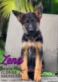 Working Line German Shepherd puppies - straight backs