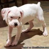 YOUN G 12 WEEKS OLD MALE AND FEMALE BOXER PUPPIES