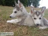 10 Month Purebred Red Siberian Husky