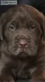 Akc Registered Lab Puppy