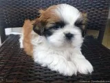 Super Adorable Shih Tzu Puppies