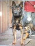 German Shepherd Puppies