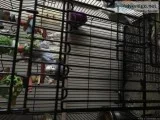 2 Beautiful Cockataiels 2 Parakeets plus cage