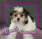 Cookie Female Yorkie Poo