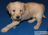 CKC registered labradoodle puppies