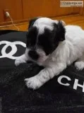 Shichon puppies( Chloe boy 1)