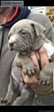 AKC Purebred Pitbull Puppies