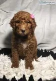 Daffodil Female Goldendoodle