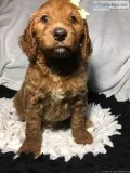 Sadie Female Goldendoodle