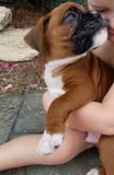 Top Class Boxer Puppies For Good Homes.