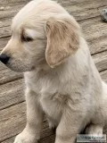 English CreamGolden Retriever Puppies