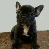 French bulldogs puppies ready for a new home