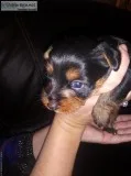 Mini yorkie puppy