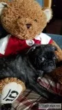 Pug Puppies