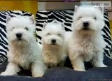 Designer Westiepoo Puppies