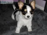 AKC Female Papillon Puppy For Sale