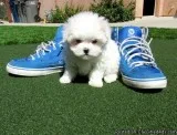 OUTSTANDING PUPPIES FOR ADOPTION