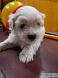 Shichon puppies( Chloe Boy 2)