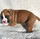 Lovely Male and Females Boxer puppies.