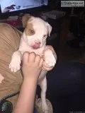 Purebred CKC registered Pitbull puppies
