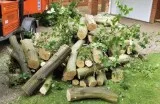 Looking for Tree Surgeon in Acton.