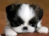 Looking to rehome my 3 month old puppy. (Inside dog)