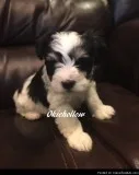 T-Cup and Toy Schnauzers