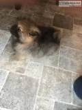 Pomeranian AKC Male