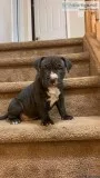 Blue nose pitbull puppies available