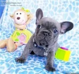 playful loving french bulldog for sale